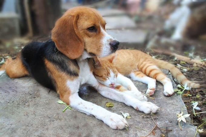 CAT-FRIENDLY DOG BREEDS - BEAGLE