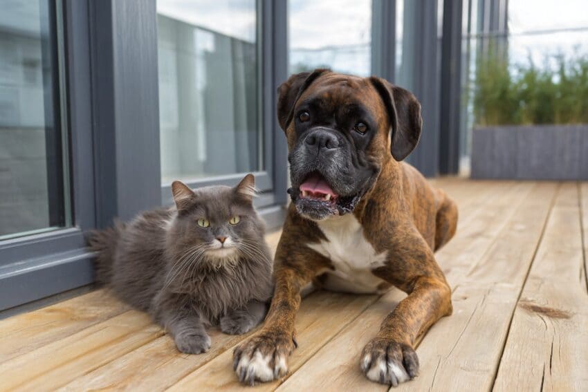 CAT-FRIENDLY DOG BREEDS - BOXER