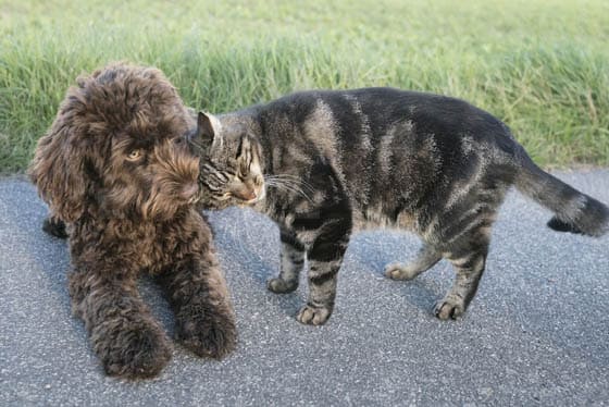 CAT-FRIENDLY DOG BREEDS - BARBET