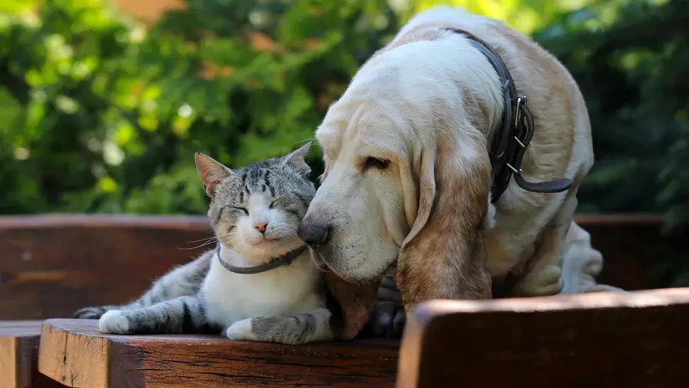 CAT-FRIENDLY DOG BREEDS - BASSET HOUND