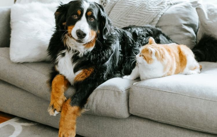 CAT-FRIENDLY DOG BREEDS - BERNESE MOUNTAIN DOG