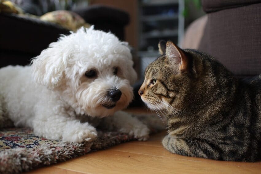 CAT-FRIENDLY DOG BREEDS - BICHON FRISE