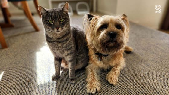 CAT-FRIENDLY DOG BREEDS - BIEWER TERRIER