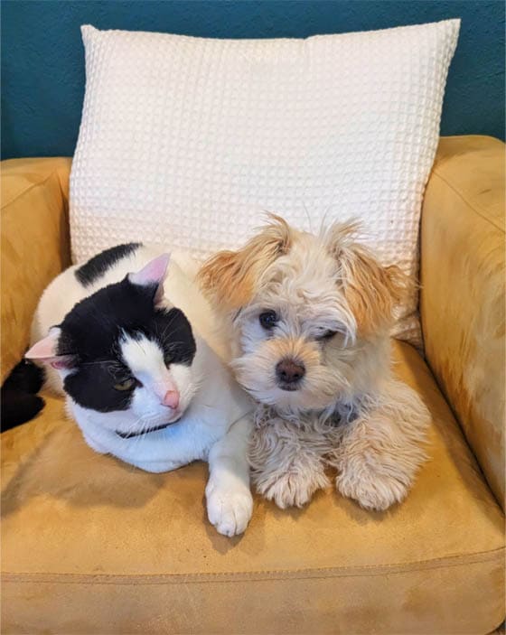 CAT-FRIENDLY DOG BREEDS - BOLOGNESE