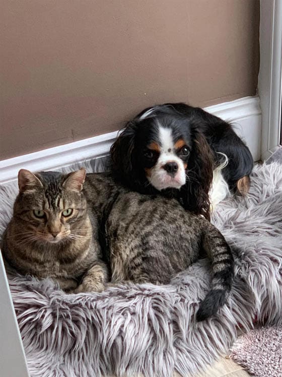 CAT-FRIENDLY DOG BREEDS - CAVALIER KING CHARLES SPANIEL