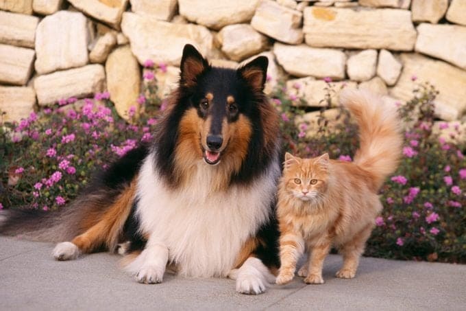 CAT-FRIENDLY DOG BREEDS - COLLIE