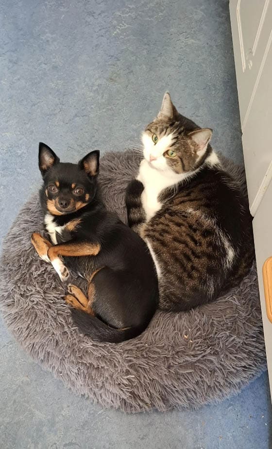 CAT-FRIENDLY DOG BREEDS - CHIHUAHUA