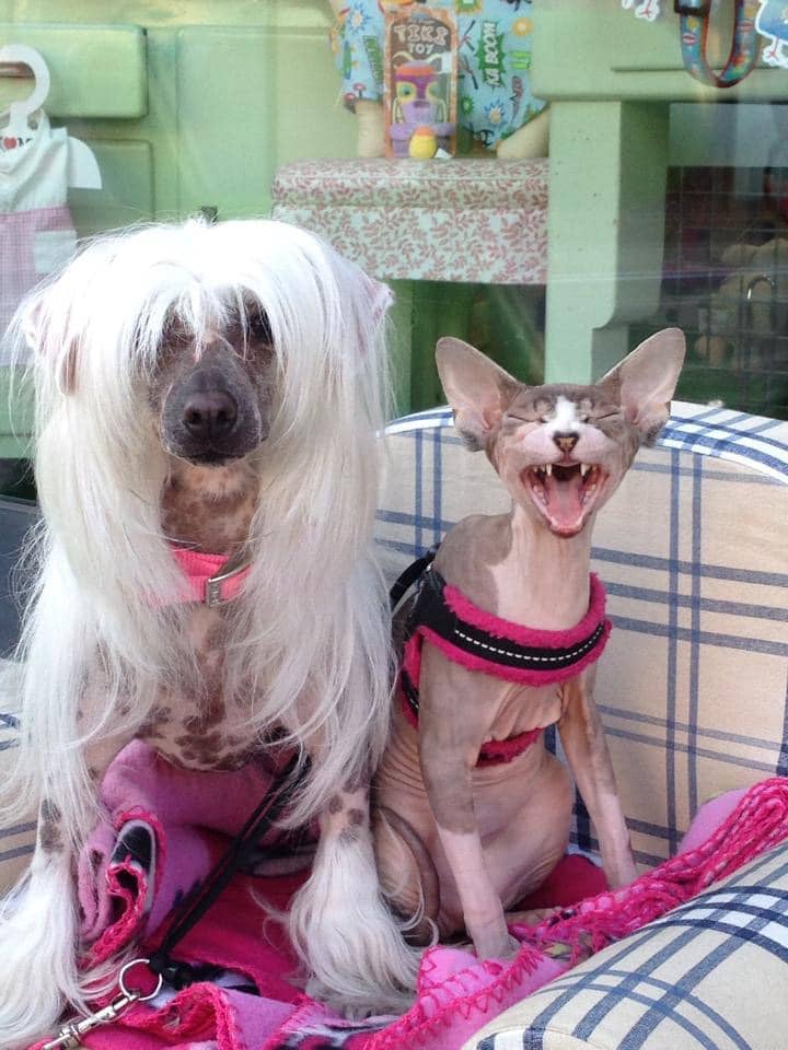 CAT-FRIENDLY DOG BREEDS - CHINESE CRESTED