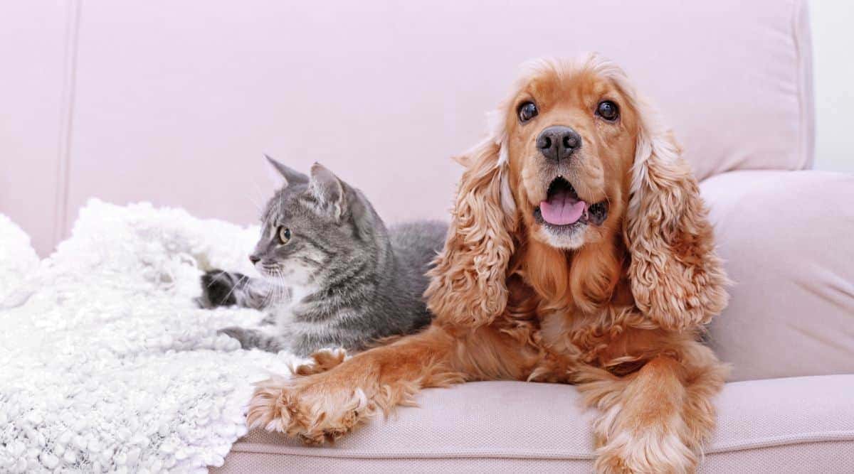 CAT-FRIENDLY DOG BREEDS - COCKER SPANIEL