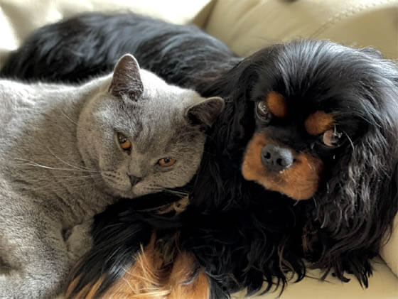 CAT-FRIENDLY DOG BREEDS - ENGLISH TOY SPANIEL