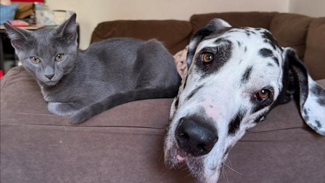 CAT-FRIENDLY DOG BREEDS - GREAT DANE