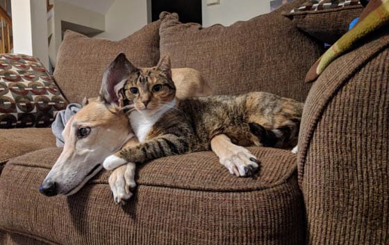 CAT-FRIENDLY DOG BREEDS - GREYHOUND