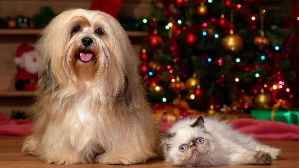 CAT-FRIENDLY DOG BREEDS - HAVANESE