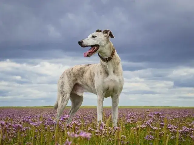 IRISH DOG BREEDS - IRISH LURCHER