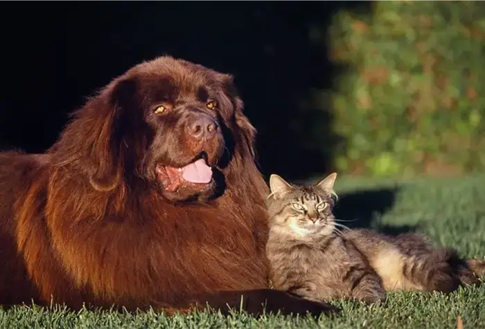 CAT-FRIENDLY DOG BREEDS - NEWFOUNDLAND