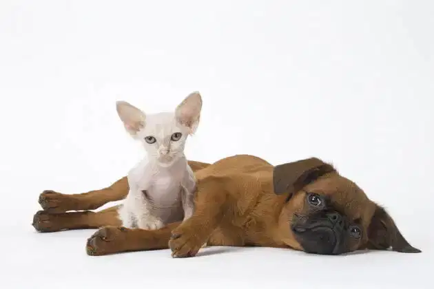 CAT-FRIENDLY DOG BREEDS - PETIT BRABANCON