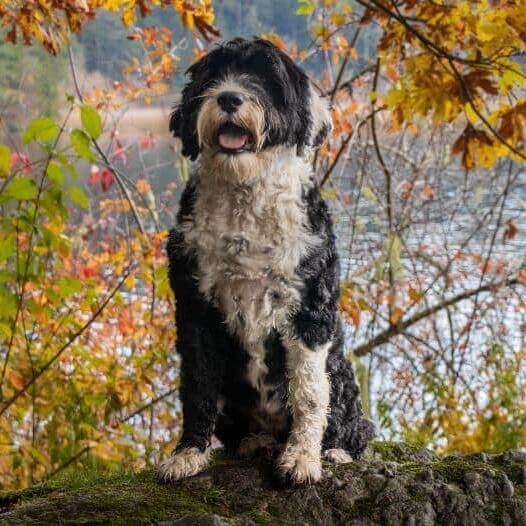 CAT-FRIENDLY DOG BREEDS - PORTUGUESE WATER DOG