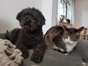 CAT-FRIENDLY DOG BREEDS - PULI