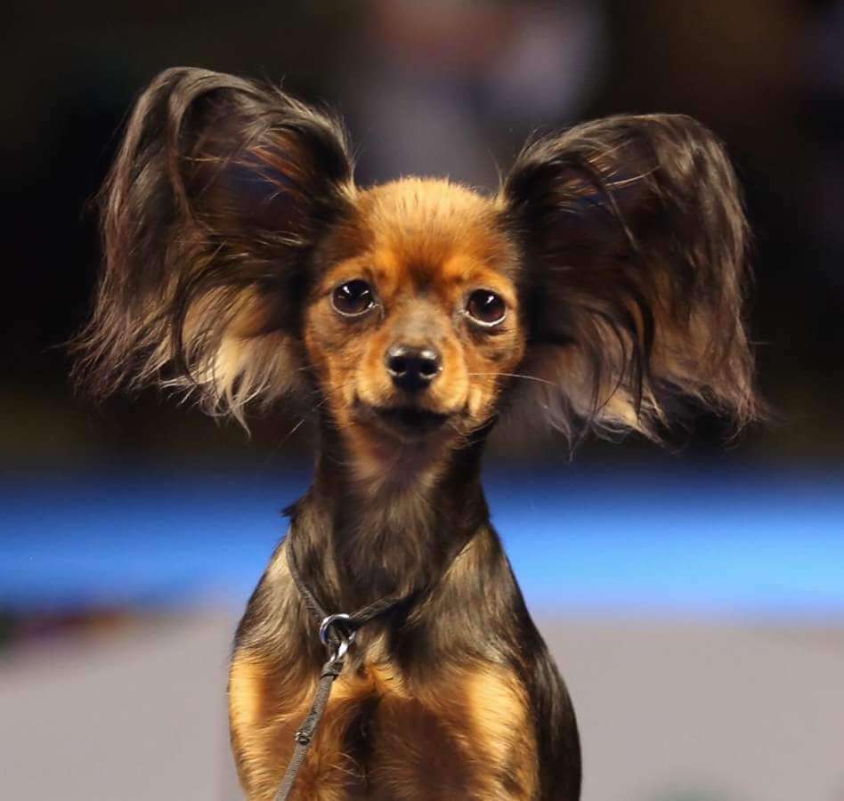 CAT-FRIENDLY DOG BREEDS - RUSSIAN TOY