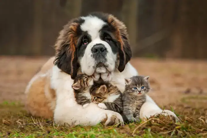 CAT-FRIENDLY DOG BREEDS - SAINT BERNARD
