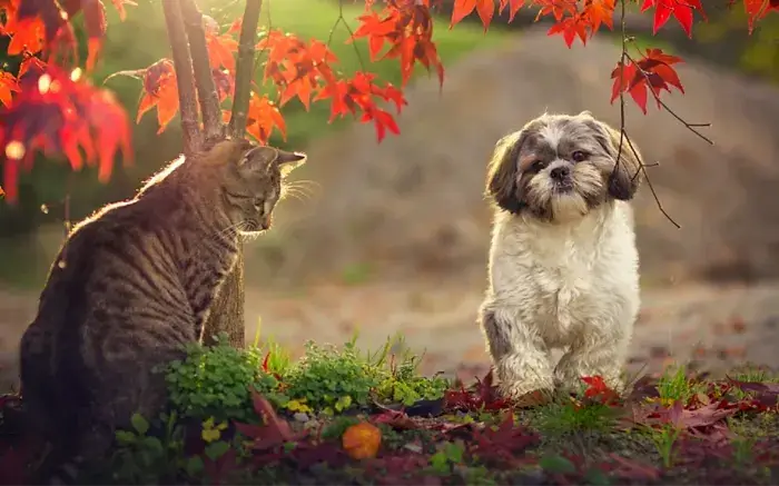 CAT-FRIENDLY DOG BREEDS - SHIH TZU