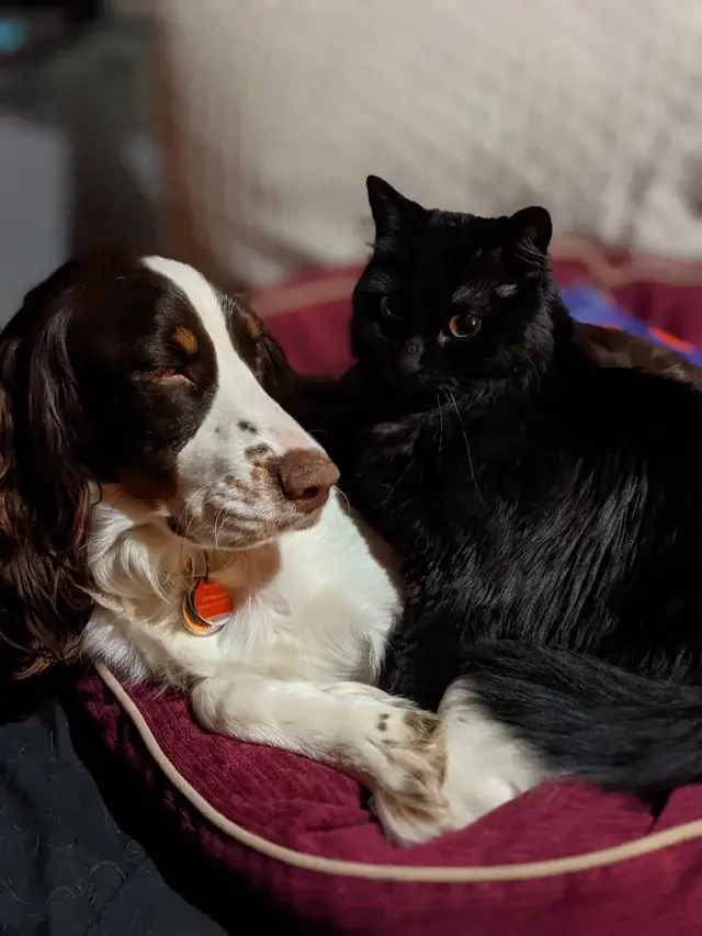 CAT-FRIENDLY DOG BREEDS - ENGLISH SPRINGER SPANIEL