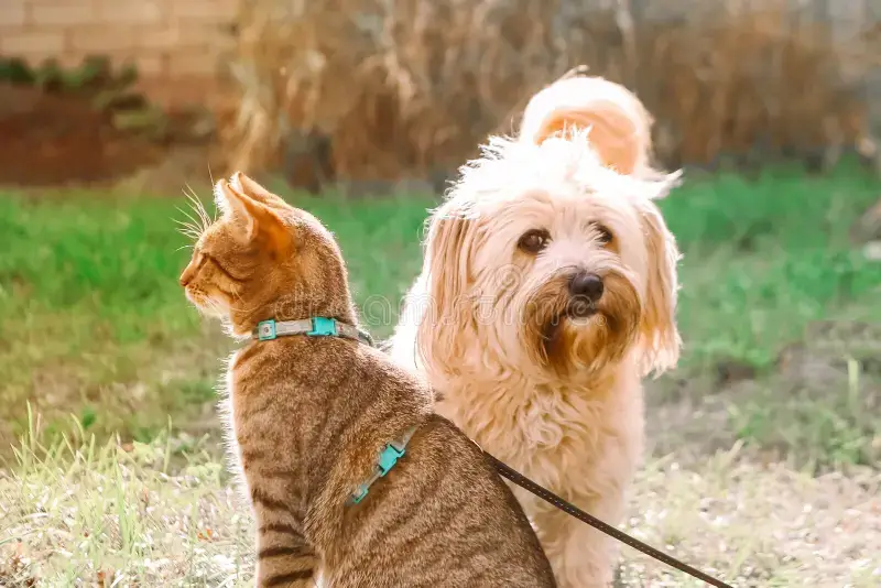 CAT-FRIENDLY DOG BREEDS - TIBETAN TERRIER