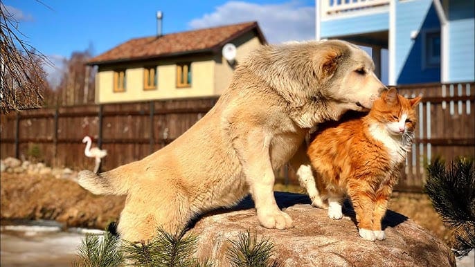 CAT-FRIENDLY DOG BREEDS - ALABAI