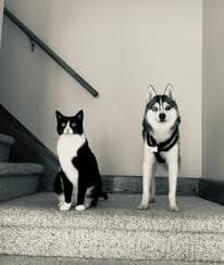 CAT-FRIENDLY DOG BREEDS - ALASKAN KLEE KAI