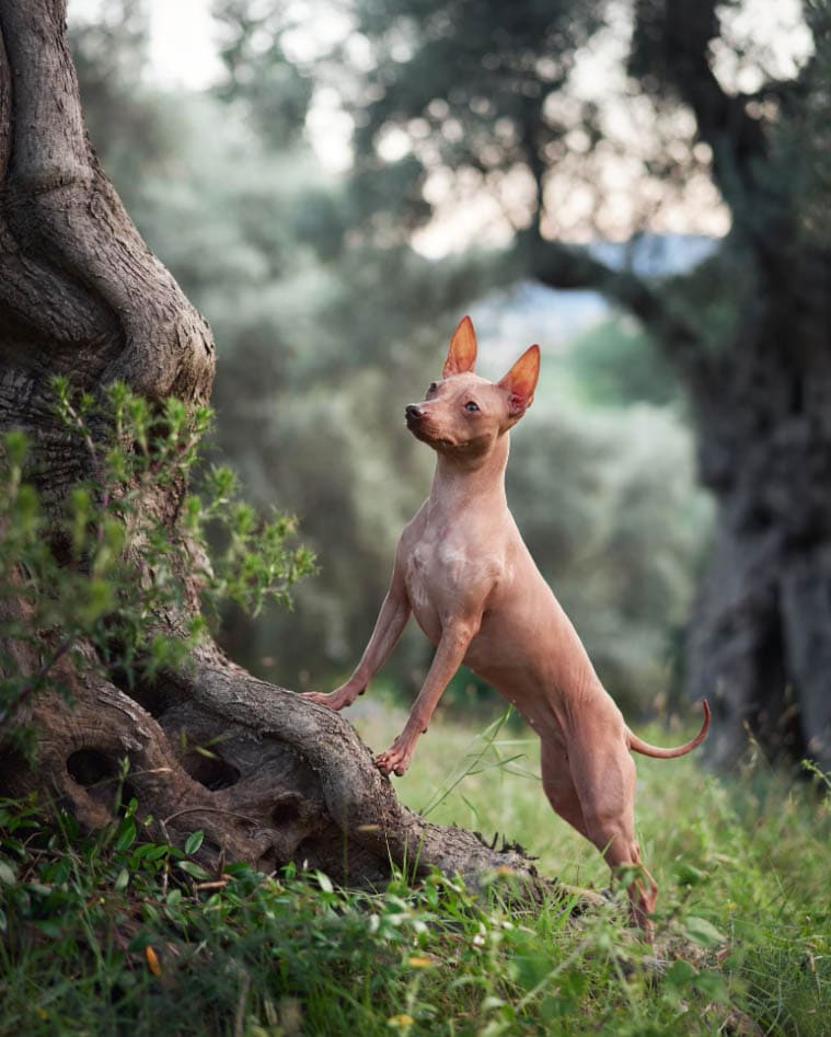 CAT-FRIENDLY DOG BREEDS - AMERICAN HAIRLESS TERRIER