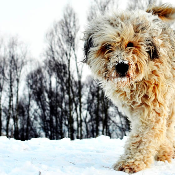 CAT-FRIENDLY DOG BREEDS - BERGAMASCO SHEPHERD