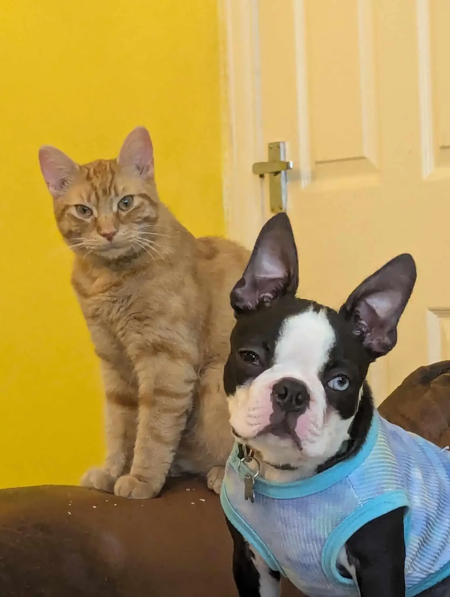 CAT-FRIENDLY DOG BREEDS - BOSTON TERRIER