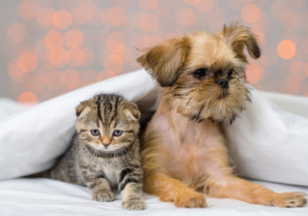 CAT-FRIENDLY DOG BREEDS - BRUSSELS GRIFFON