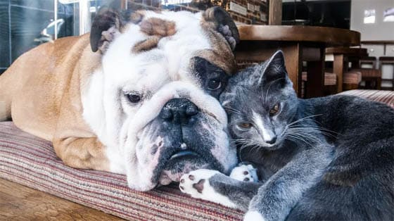 CAT-FRIENDLY DOG BREEDS - BULLDOG