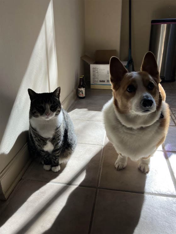 CAT-FRIENDLY DOG BREEDS - CARDIGAN WELSH CORGI