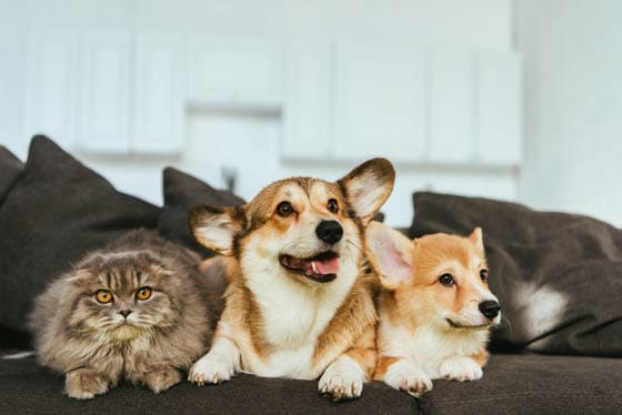 CAT-FRIENDLY DOG BREEDS - PEMBROKE WELSH CORGI