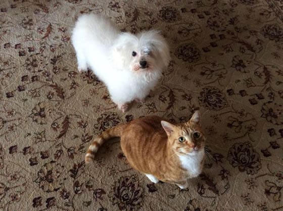 CAT-FRIENDLY DOG BREEDS - COTON De TULEAR