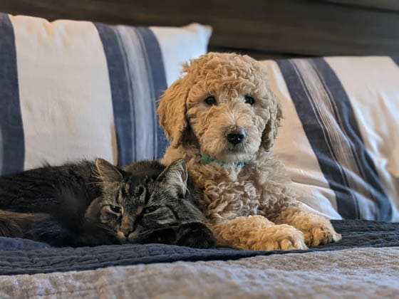 CAT-FRIENDLY DOG BREEDS - 