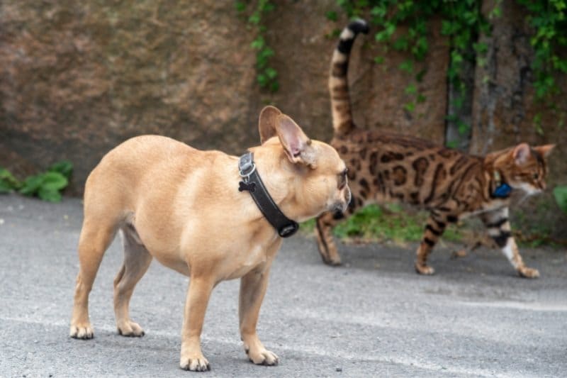 CAT-FRIENDLY DOG BREEDS - FRENCH BULLDOG