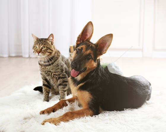 CAT-FRIENDLY DOG BREEDS - GERMAN SHEPHERD