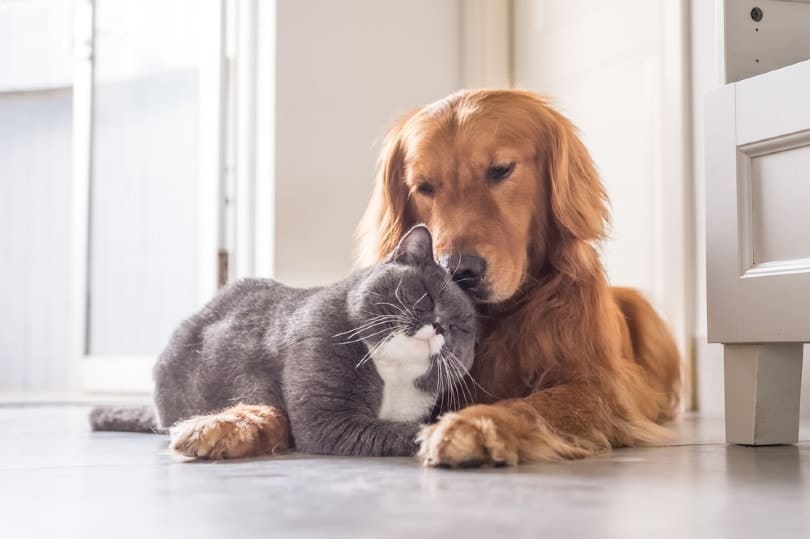 CAT-FRIENDLY DOG BREEDS - GOLDEN RETRIEVER