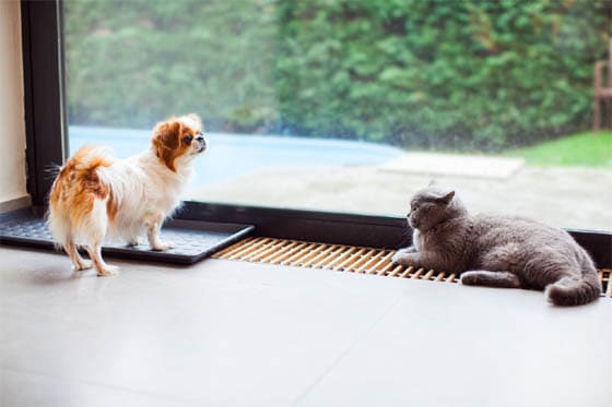 CAT-FRIENDLY DOG BREEDS - JAPANESE CHIN