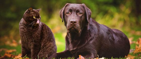 CAT-FRIENDLY DOG BREEDS - LABRADOR RETRIEVER