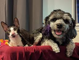 CAT-FRIENDLY DOG BREEDS - LöWCHEN