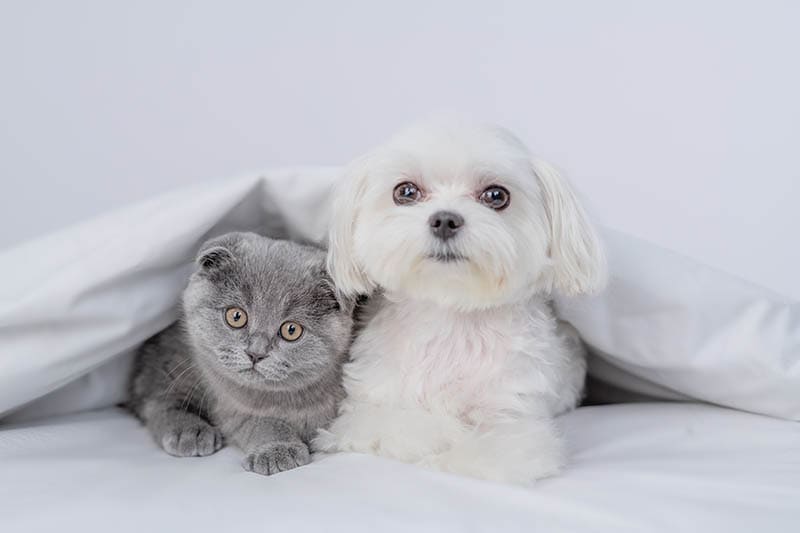 CAT-FRIENDLY DOG BREEDS - MALTESE