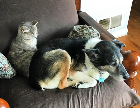 CAT-FRIENDLY DOG BREEDS - MUTT DOG