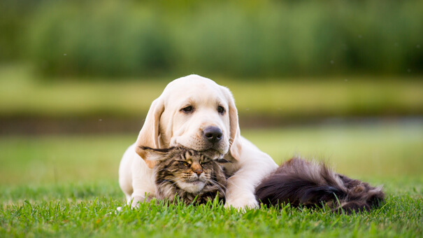 CAT-FRIENDLY DOG BREEDS