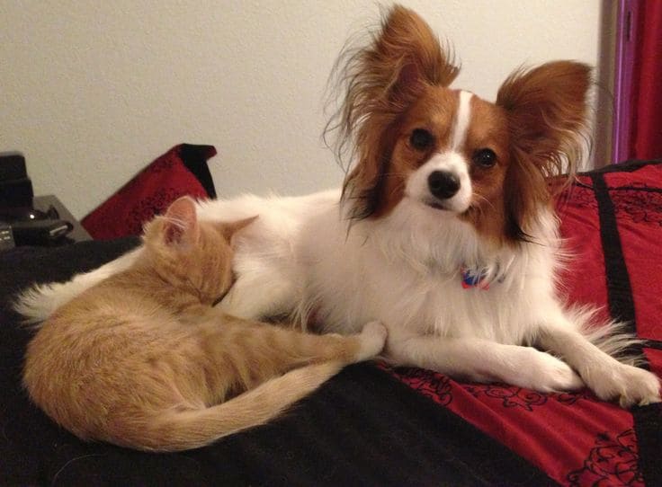 CAT-FRIENDLY DOG BREEDS - PAPILLON