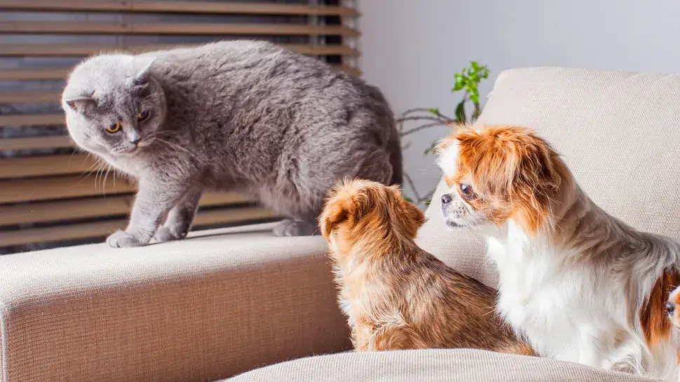 CAT-FRIENDLY DOG BREEDS - PEKINGESE