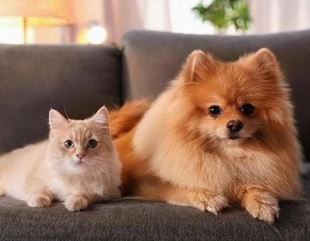 CAT-FRIENDLY DOG BREEDS - POMERANIAN